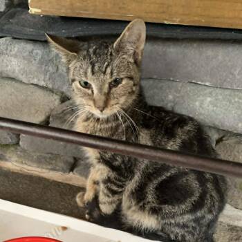 Tabby Cats Available for Adoption - Mischief | PetCurious