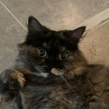 Rescue Domestic Medium Hair Cats for Adoption in Merrifield, Virginia - Lilou (Lilo) Kuwait (bonded With Bambina Kuwait) | PetCurious