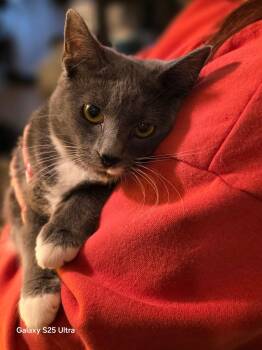 Tabby and Domestic Medium Hair Cats Available for Adoption - River ( MC) | PetCurious