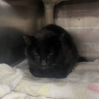 Patricia -  Domestic Short Hair Cat for Adoption in Salt Lake City, Utah - Patricia | PetCurious