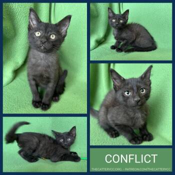 Conflict -  Domestic Short Hair Cat for Adoption in Corpus Christi, Texas - Conflict | PetCurious