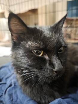 Willow -  Domestic Medium Hair Cat for Adoption in Kennewick, Washington - Willow | PetCurious