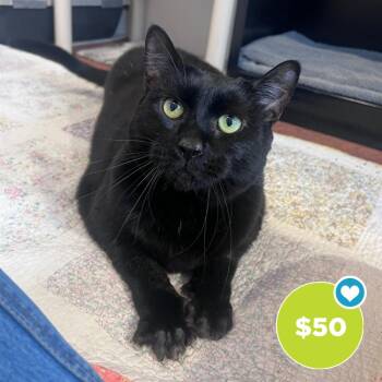 Domestic Short Hair Cats Available for Adoption in Glenwood Springs, Colorado - Crowley | PetCurious