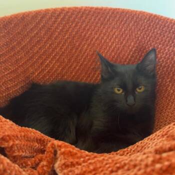 Pearl -  Domestic Long Hair Cat for Adoption in Fredericksburg, Virginia - Pearl | PetCurious
