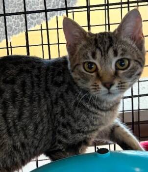 Rescue Domestic Short Hair Cats for Adoption in Elizabethton, Tennessee - GIGGLES | PetCurious