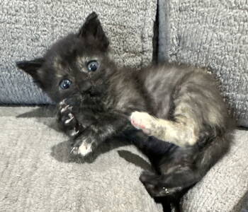 Rescue Domestic Short Hair and Tortoiseshell Cats for Adoption in Vacaville, California - Jewel | PetCurious