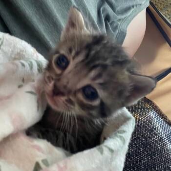 Domestic Short Hair Cats Available for Adoption in Bentonville, Arkansas - Rachel | PetCurious