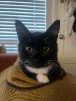 Onyx Sky26 -  Domestic Medium Hair Cat for Adoption in Youngsville, North Carolina - Onyx Sky26 | PetCurious