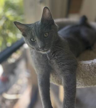 Domestic Short Hair Cats Available for Adoption - Rocket | PetCurious