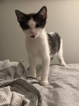 Freddy -  Domestic Short Hair Cat for Adoption in Fishers, Indiana - Freddy | PetCurious