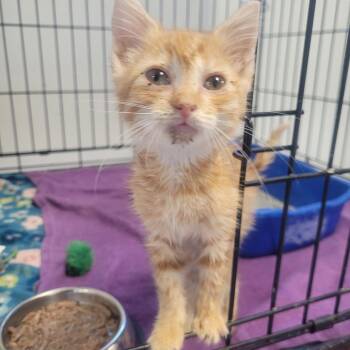 Maple -  Domestic Short Hair Cat for Adoption in Clarksdale, Mississippi - Maple | PetCurious