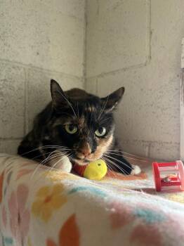 Domestic Short Hair Cats Available for Adoption - Martha | PetCurious