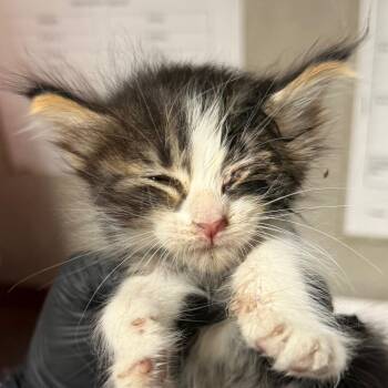 Pollie -  Domestic Medium Hair Cat for Adoption in Yuma, Arizona - Pollie | PetCurious