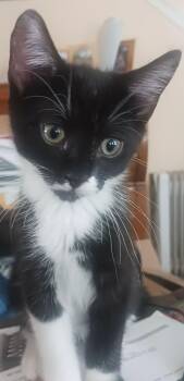 Domestic Short Hair Cats Available for Adoption in Greenwood, Indiana - Blue | PetCurious