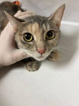 Rescue Domestic Short Hair Cats for Adoption in Riverside, California - REIGN | PetCurious