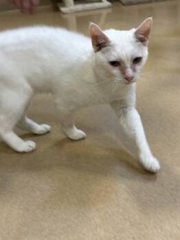 Rescue Domestic Short Hair Cats for Adoption in New Hope, Pennsylvania - Snow | PetCurious