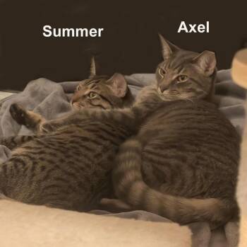 Domestic Short Hair and Tabby Cats Available for Adoption in Stowe, Pennsylvania - Summer And Axel Dur.  (bonded Siblings) | PetCurious