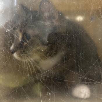 Fran Wan -  Domestic Short Hair Cat for Adoption in Philadelphia, Pennsylvania - Fran Wan | PetCurious