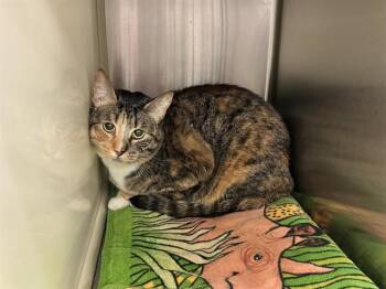 Domestic Short Hair Cats Available for Adoption in Colorado Springs, Colorado - ANNIE | PetCurious