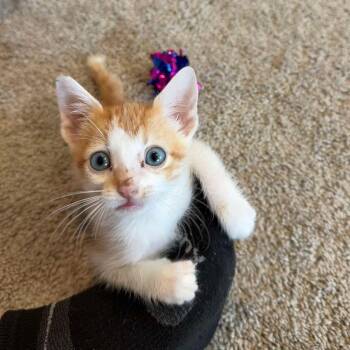 Meowth -  Domestic Short Hair Cat for Adoption in Shawnee, Oklahoma - Meowth | PetCurious