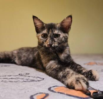 Empanada -  Domestic Short Hair Cat for Adoption in Greensboro, North Carolina - Empanada | PetCurious