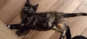 JASMINE -  Domestic Short Hair Cat for Adoption in Pueblo, Colorado - JASMINE | PetCurious