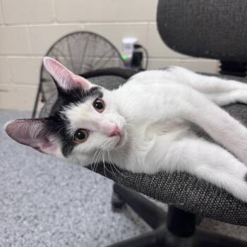 Pudding (Blue Collar) 29753 -  Domestic Short Hair Cat for Adoption in Middleburg, Florida - Pudding (Blue Collar) 29753 | PetCurious