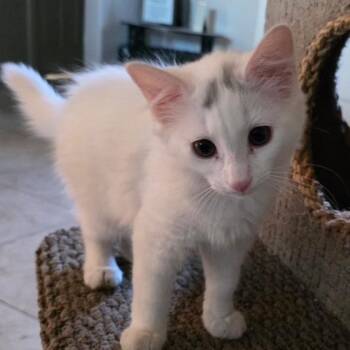 N-Ren -  Domestic Short Hair Cat for Adoption in Arizona City, Arizona - N-Ren | PetCurious