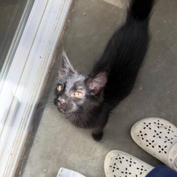 Ezzio -  Domestic Medium Hair Cat for Adoption in Mankato, Minnesota - Ezzio | PetCurious