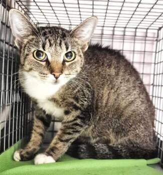SWEET GIRL -  Domestic Short Hair Cat for Adoption in Houston, Texas - SWEET GIRL | PetCurious