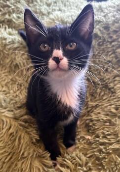 Dots -  Domestic Short Hair Cat for Adoption in Lafayette, Colorado - Dots | PetCurious