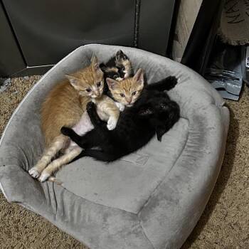 Domestic Short Hair Cats Available for Adoption in Wichita, Kansas - Tomato | PetCurious