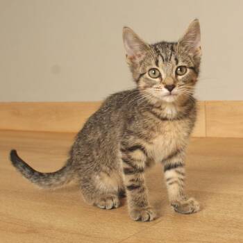 Bloomin Onion C70844 -  Domestic Short Hair Cat for Adoption in Minnetonka, Minnesota - Bloomin Onion C70844 | PetCurious