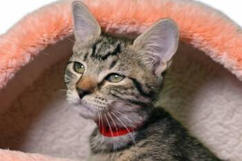 RETTY -  Domestic Short Hair Cat for Adoption in Fort Lauderdale, Florida - RETTY | PetCurious
