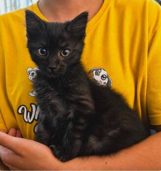 Noctis -  Domestic Medium Hair Cat for Adoption in El Dorado, Arkansas - Noctis | PetCurious