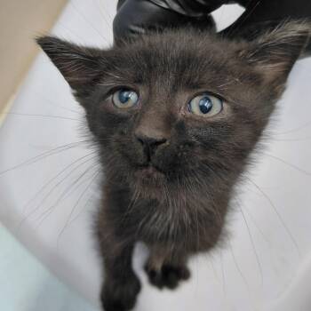 CSAS-Stray-857_2 -  Domestic Short Hair Cat for Adoption in Springtown, Texas - CSAS-Stray-857_2 | PetCurious