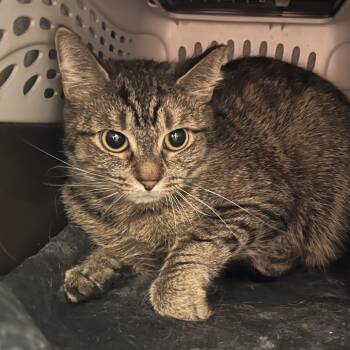 Domestic Short Hair Cats Available for Adoption - Truffle | PetCurious