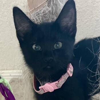 Lily -  Domestic Short Hair Cat for Adoption in Lancaster, California - Lily | PetCurious