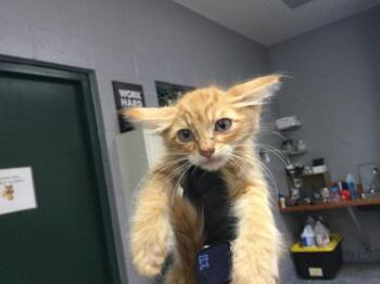 A1920476 -  Domestic Short Hair Cat Available for Adoption in Thousand Palms, California - A1920476 | PetCurious