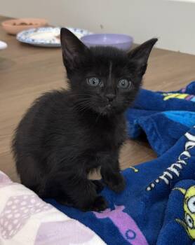 Essence -  Domestic Short Hair Cat for Adoption in Fruit Heights, Utah - Essence | PetCurious