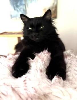 Peppercini (Maine Coon) -  Maine Coon Cat for Adoption in Ypsilanti, Michigan - Peppercini (Maine Coon) | PetCurious