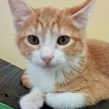 Buster -  Domestic Short Hair Cat for Adoption in Belmont, New York - Buster | PetCurious