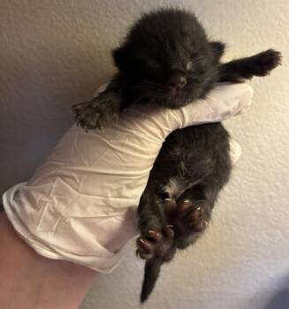 RAVEN -  Domestic Short Hair Cat for Adoption in Riverside, California - RAVEN | PetCurious