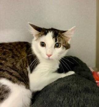 Lacey -  Domestic Long Hair Cat for Adoption in Winter Haven, Florida - Lacey | PetCurious