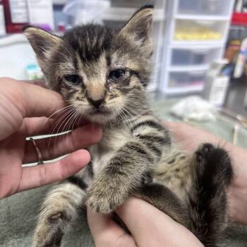 Wendy -  Domestic Short Hair Cat for Adoption in Ridgely, Maryland - Wendy | PetCurious