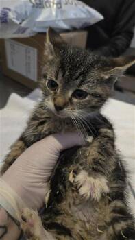 Rescue Domestic Short Hair Cats for Adoption in Montreal, Quebec - Amelie | PetCurious