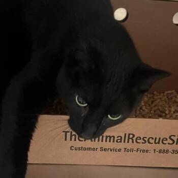 Panther -  Domestic Short Hair Cat for Adoption in Knoxville, Tennessee - Panther | PetCurious