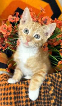 6/26/26 Sunrise -  Domestic Short Hair Cat for Adoption in Stillwater, Oklahoma - 6/26/26 Sunrise | PetCurious