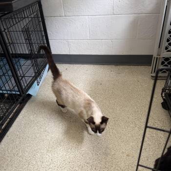 Chnthia -  Siamese Cat for Adoption in Muldrow, Oklahoma - Chnthia | PetCurious