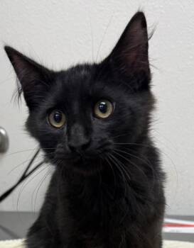 Nu -  Domestic Medium Hair and Domestic Short Hair Cat for Adoption in Eugene, Oregon - Nu | PetCurious